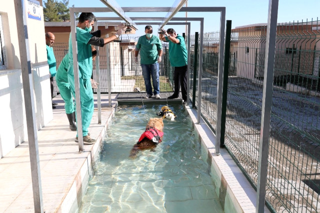 Köpekler İçin Fizik Tedavi Merkezi ve Terapi Havuzu