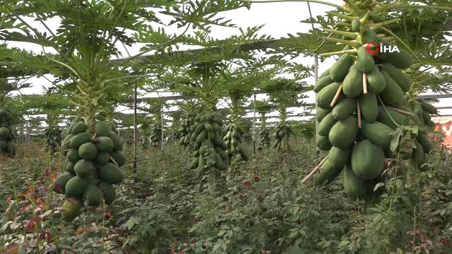 Yetiştirdiği Papaya Meyvesiyle Ana Vatan Meksika ve Malezya’ya Rakip Oldu