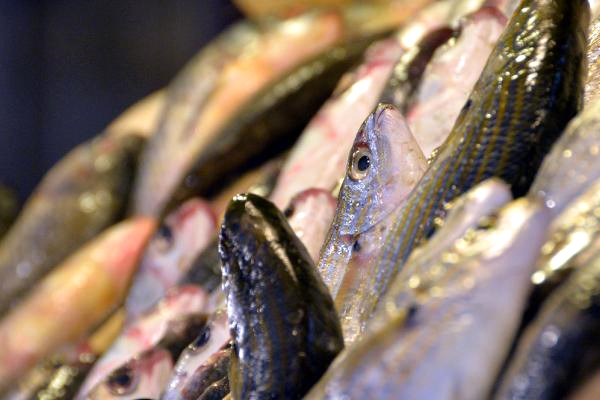 Balık Fiyatlarında Artış Yok