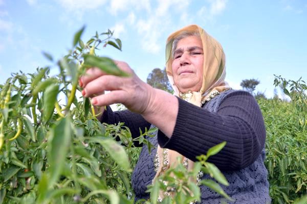 Kadın Çiftçi, Biber Yetiştirerek Evini Geçindiriyor