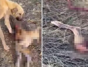 Dinar Belediyesi’nin barınağında aç kalan köpekler birbirini yedi