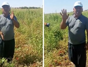 Domates eken çiftçinin isyanı! Tarlanın ortasında yaptığı hesapla Tarım Bakanı’na sitem etti