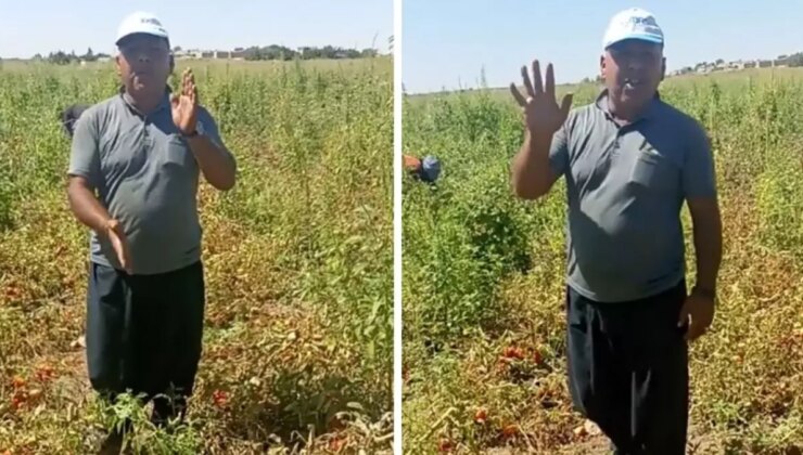 Domates eken çiftçinin isyanı! Tarlanın ortasında yaptığı hesapla Tarım Bakanı’na sitem etti
