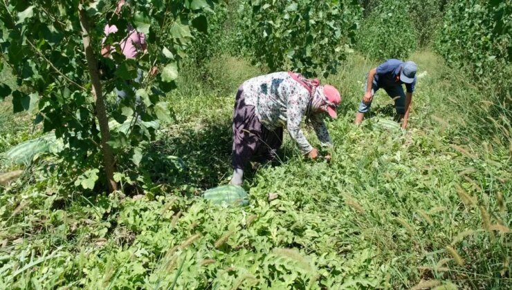 Mersin Mut’ta Dönemin Birinci Karpuz Hasadı Yapıldı