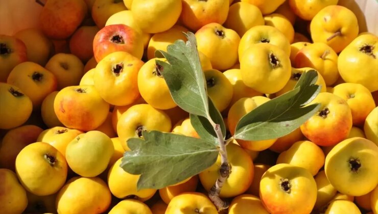 Mersin’de Alıç Hasadı Başladı
