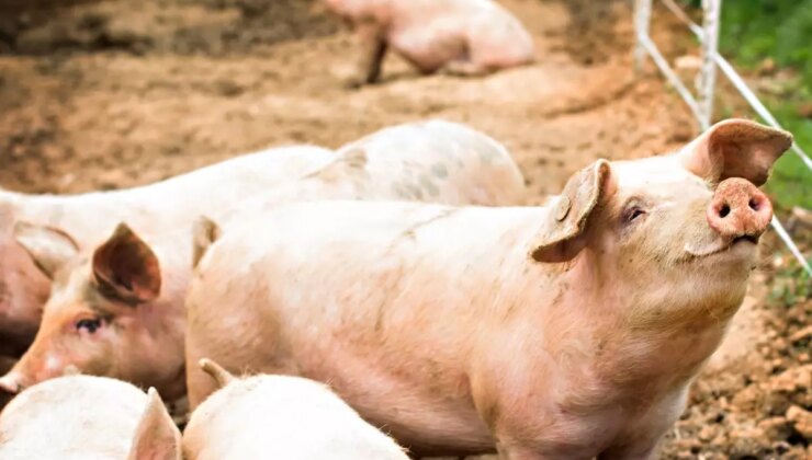 Güney Afrika’da vahşet: Öldürdükleri bayanların cesetlerini domuzlara yedirdiler