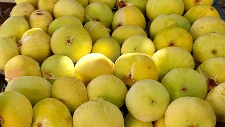 Mersin’in İncir Hasadı Bu Yıl Üreticiyi Sevindiriyor